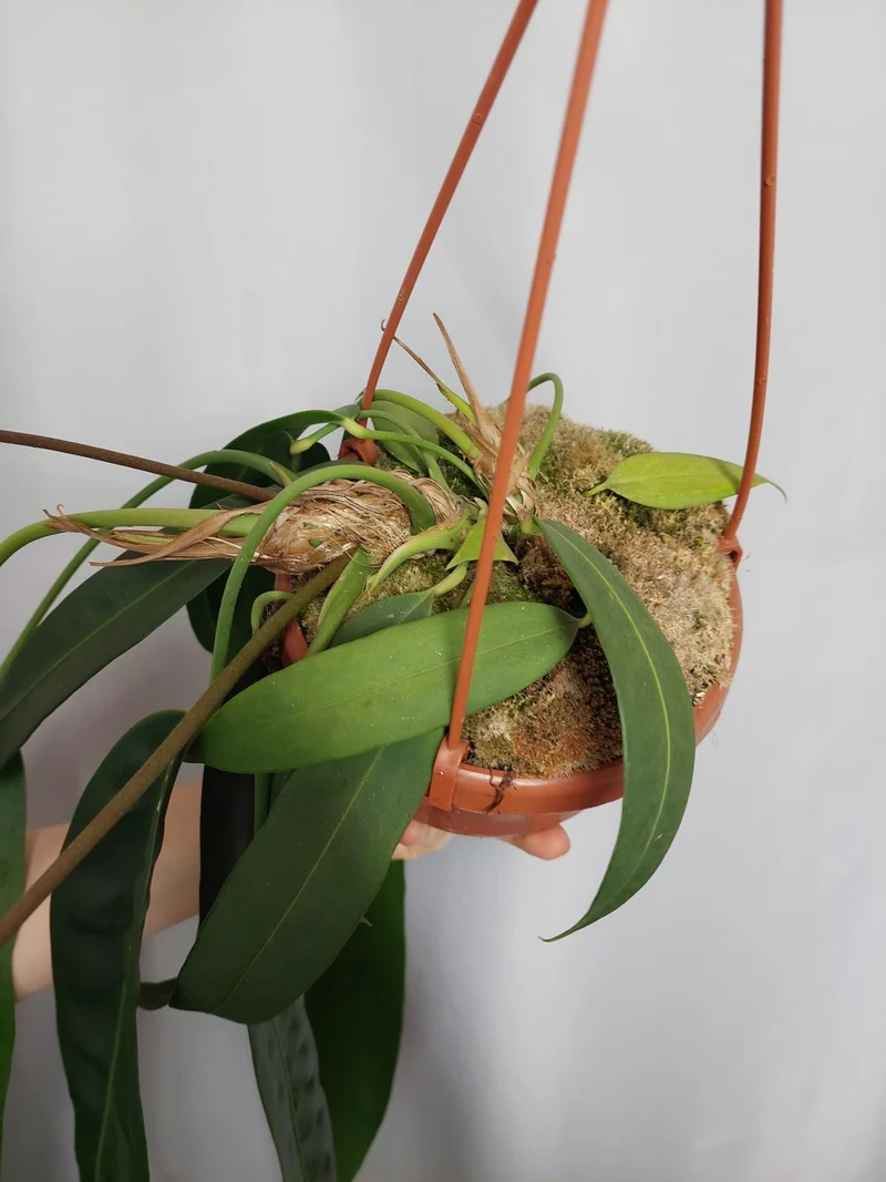 Anthurium Wendlingeri