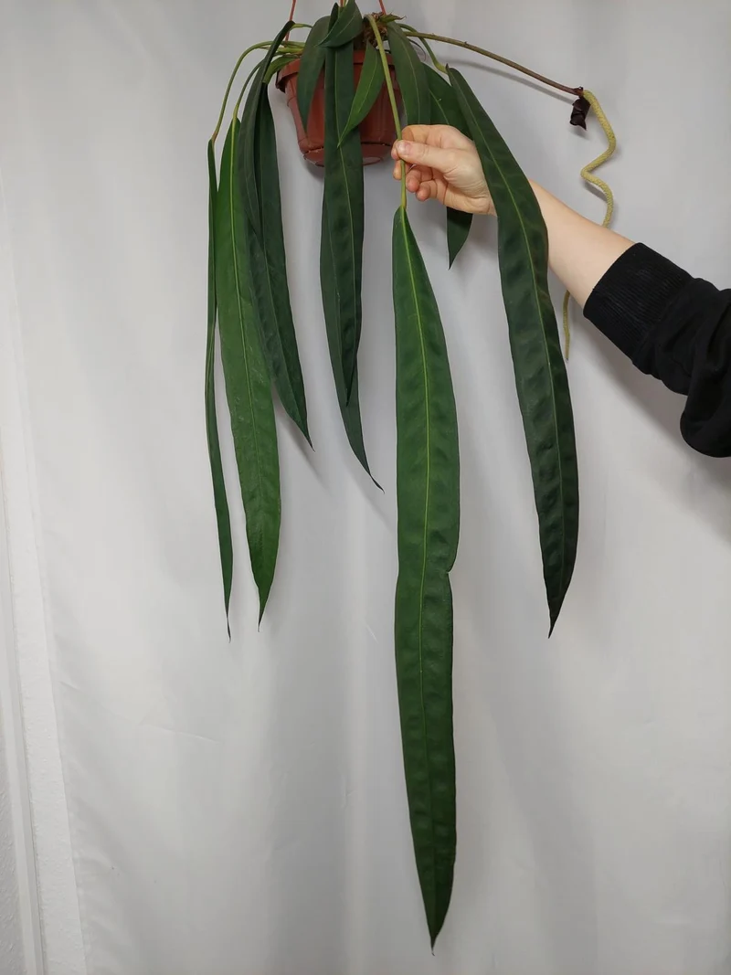 Anthurium Wendlingeri