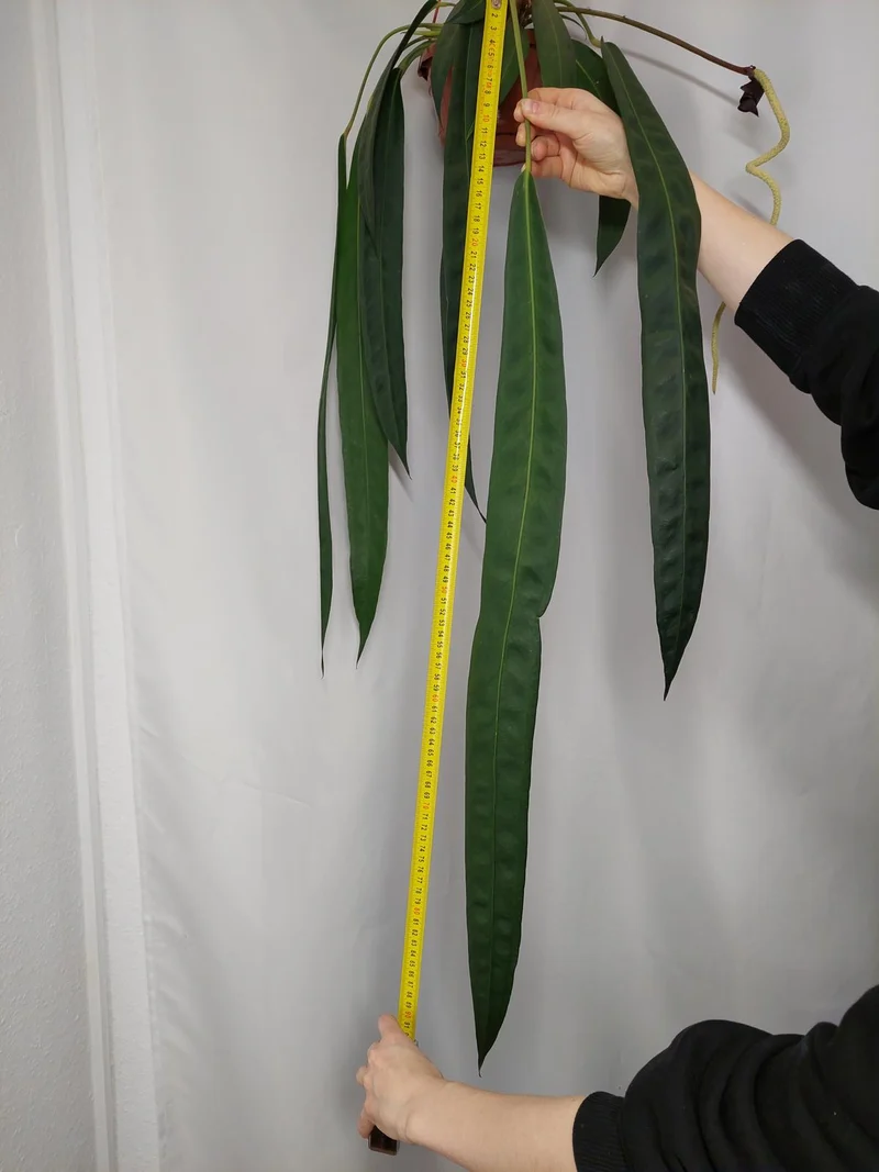 Anthurium Wendlingeri