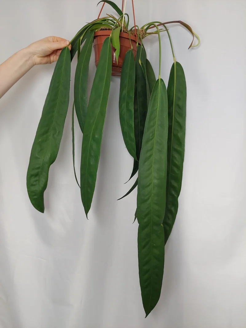 Anthurium Wendlingeri