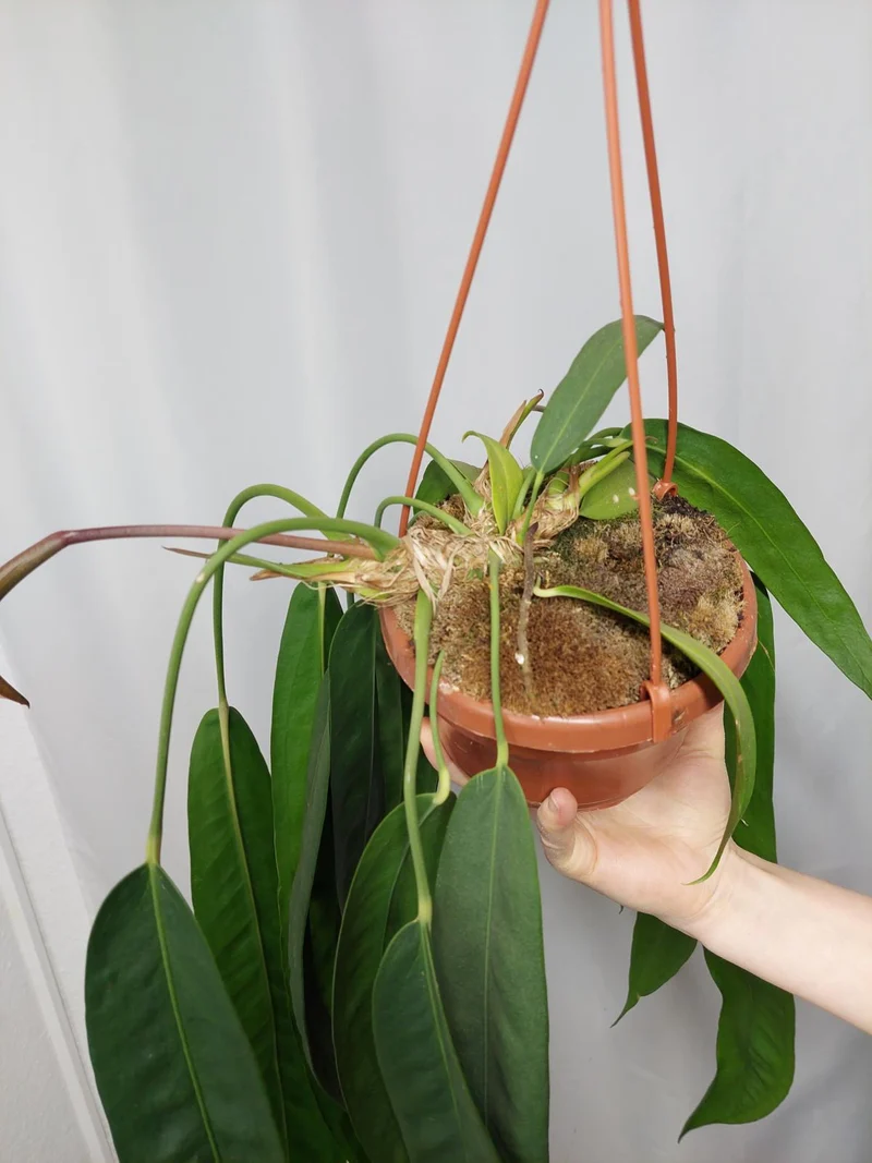 Anthurium Wendlingeri