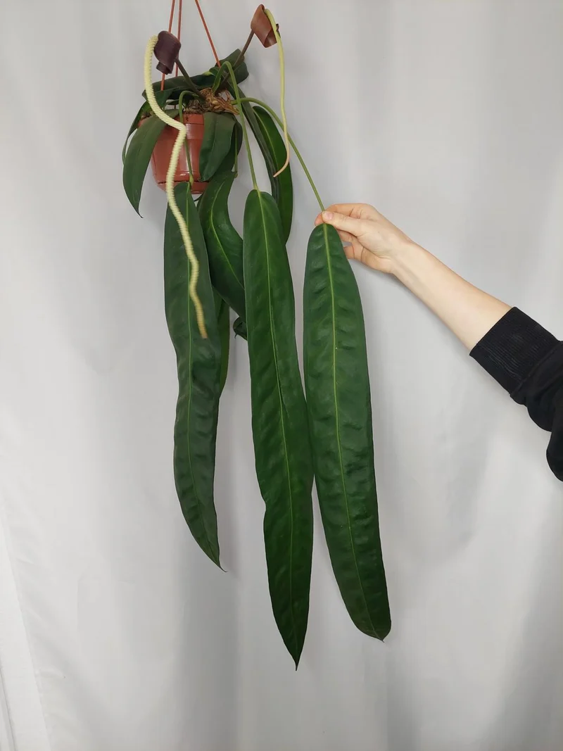Anthurium Wendlingeri