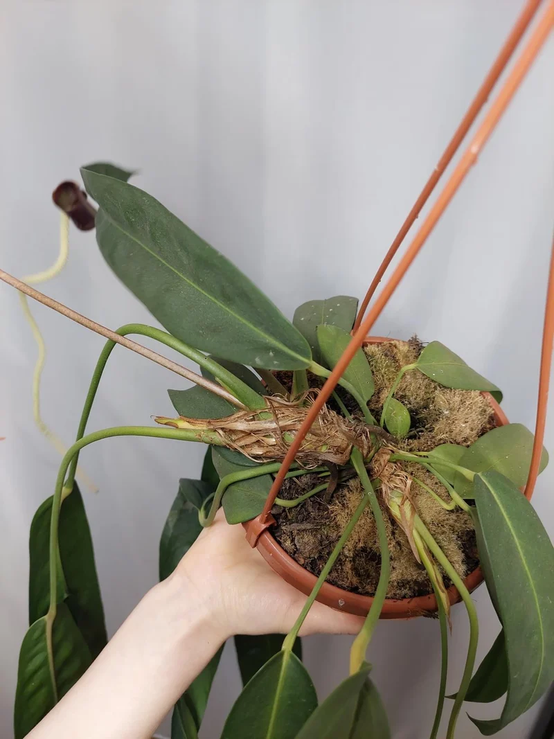 Anthurium Wendlingeri
