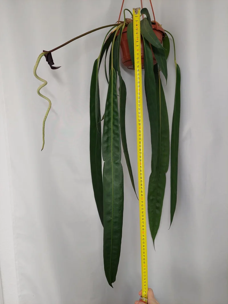 Anthurium Wendlingeri