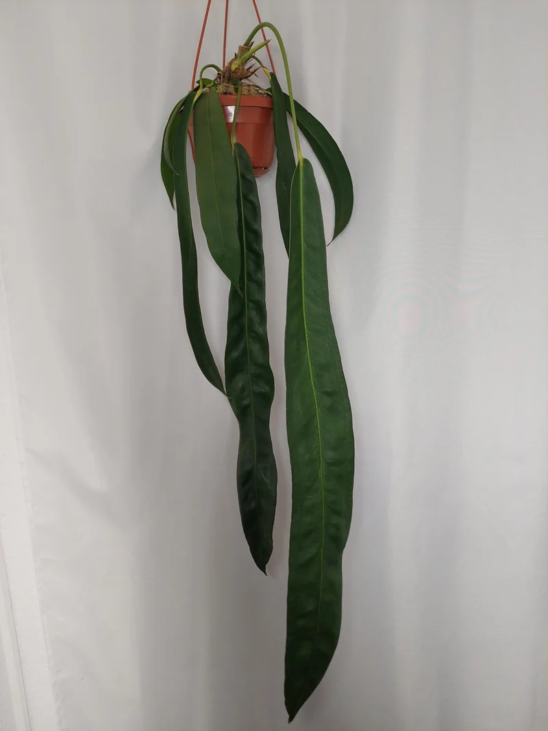 Anthurium Wendlingeri