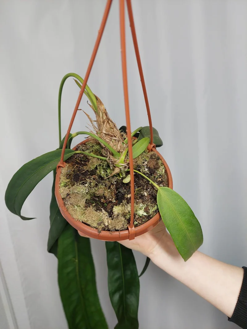 Anthurium Wendlingeri