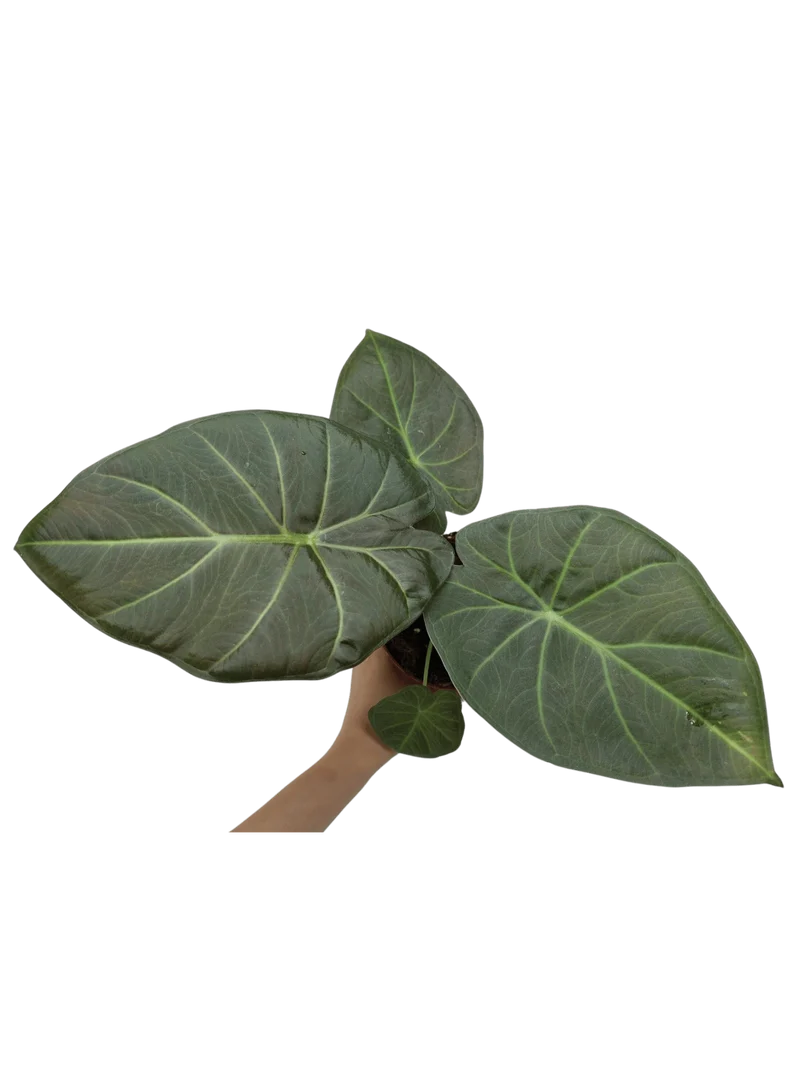 Alocasia Regal Shield