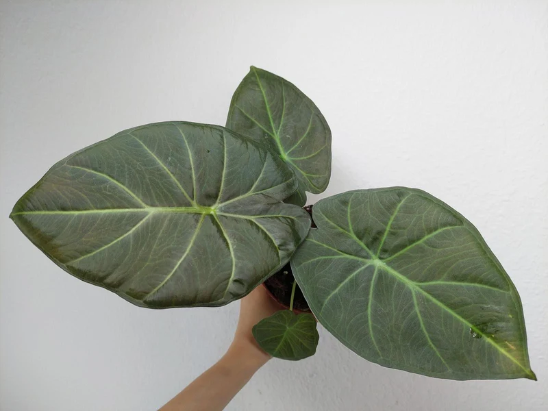 Alocasia Regal Shield