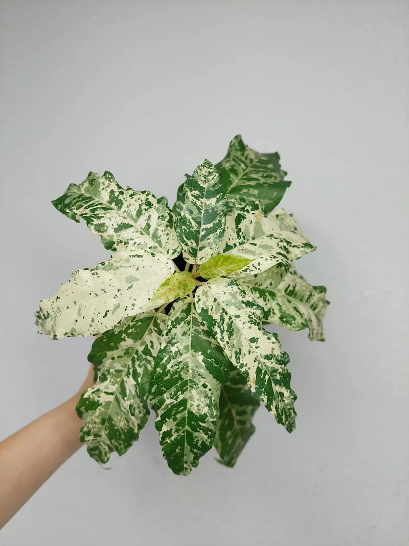 Ficus Snowstorm