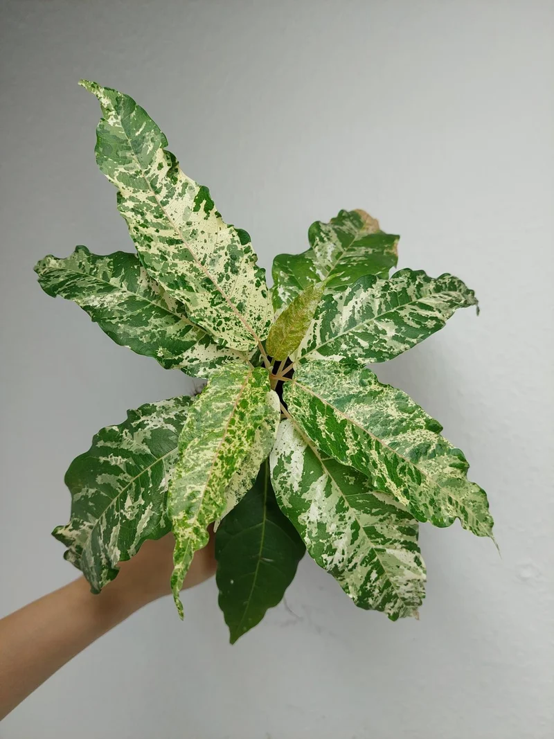 Ficus Snowstorm