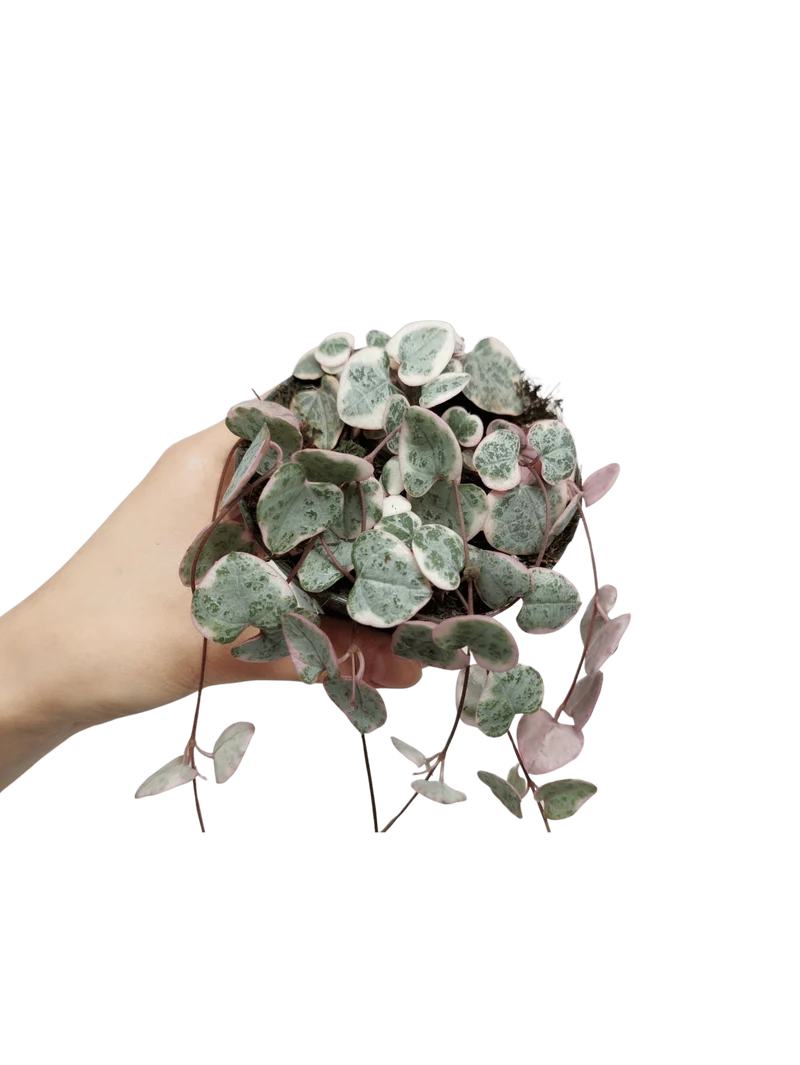 String of Hearts Variegata