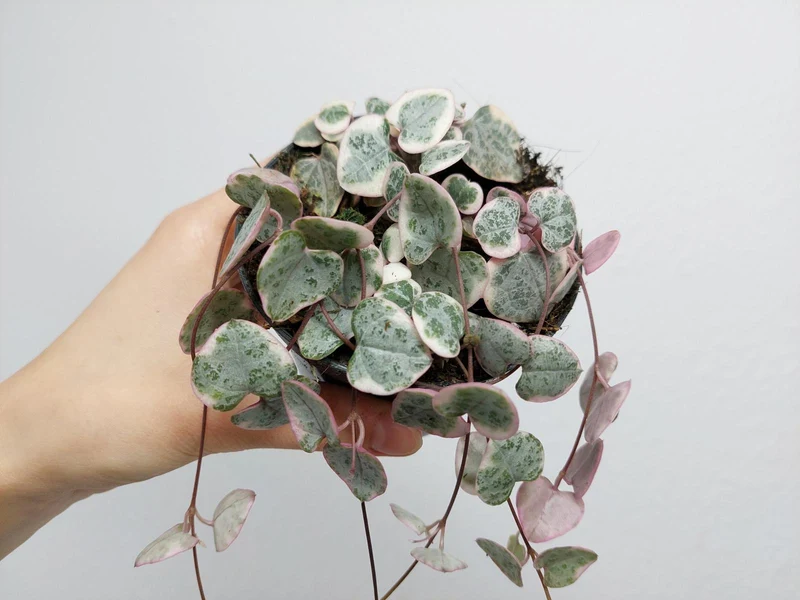 String of Hearts Variegata