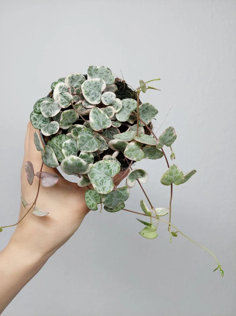 String of Hearts Variegata