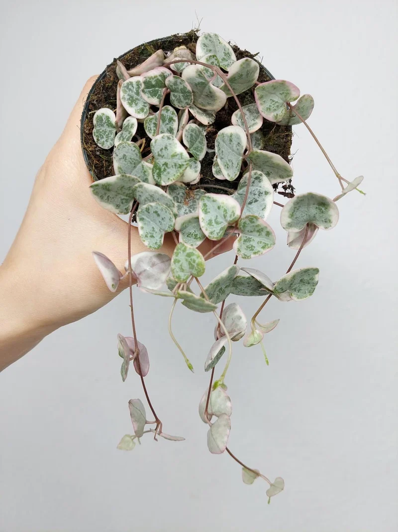 String of Hearts Variegata