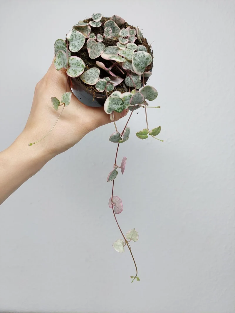String of Hearts Variegata