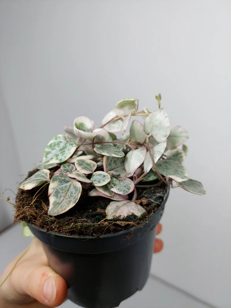 String of Hearts Variegata