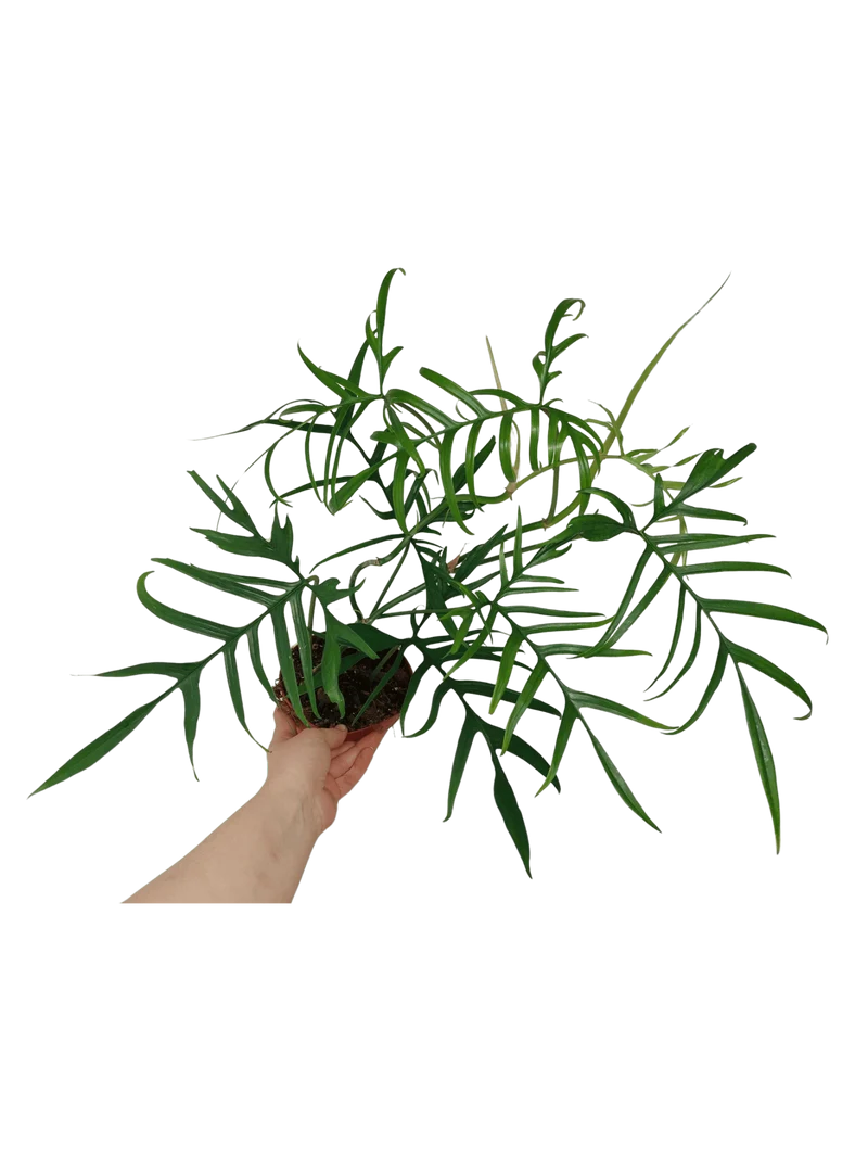 Philodendron Polypodioides