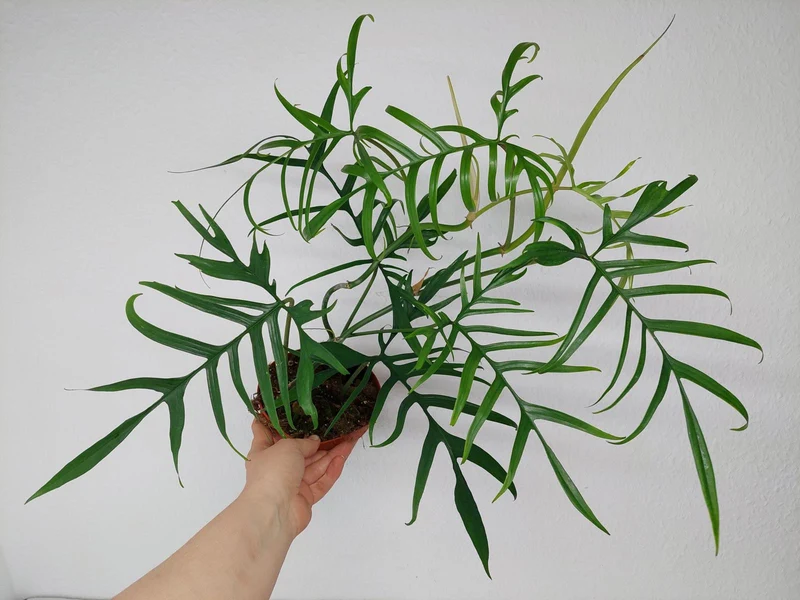 Philodendron Polypodioides