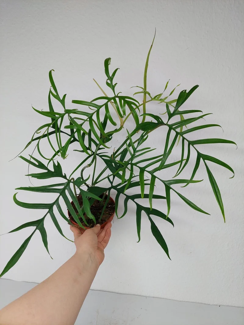 Philodendron Polypodioides