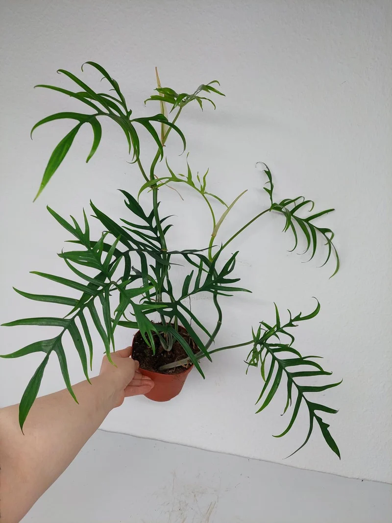 Philodendron Polypodioides