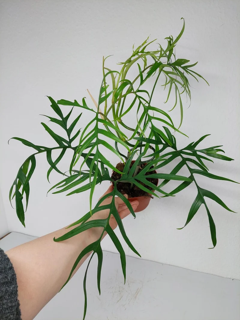 Philodendron Polypodioides