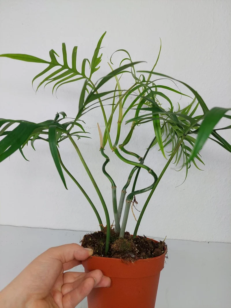 Philodendron Polypodioides