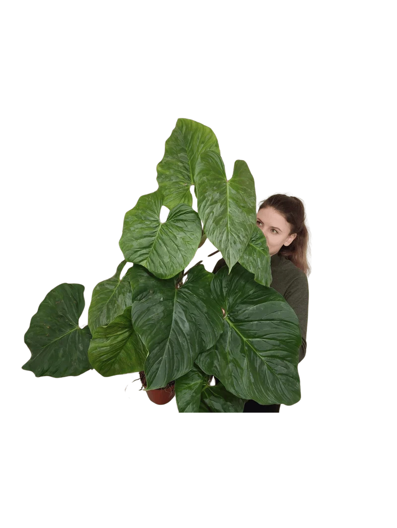 Philodendron Majestic groß