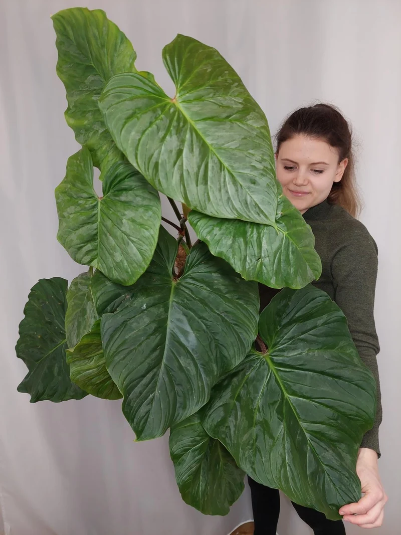 Philodendron Majestic groß