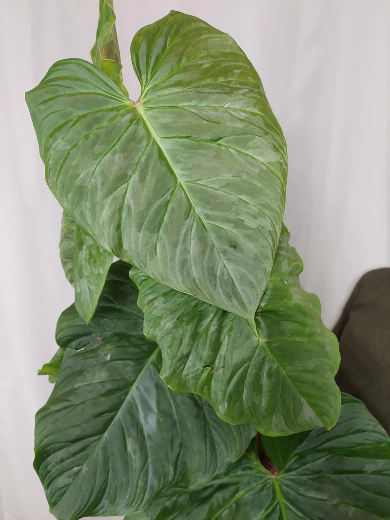 Philodendron Majestic groß