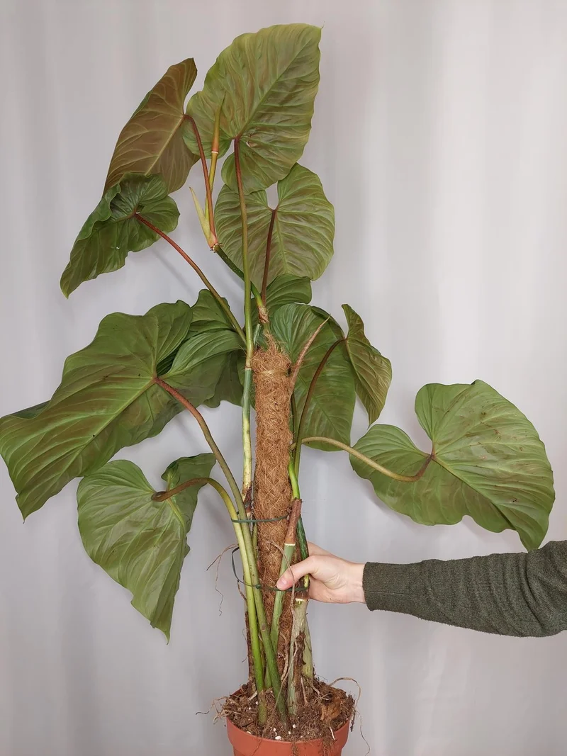 Philodendron Majestic groß