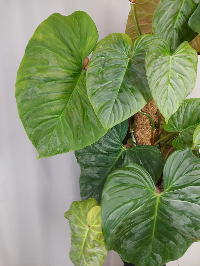 Philodendron Majestic groß