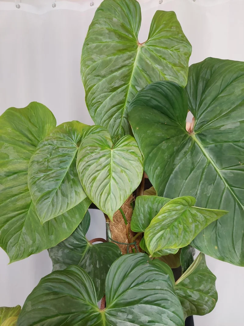 Philodendron Majestic groß