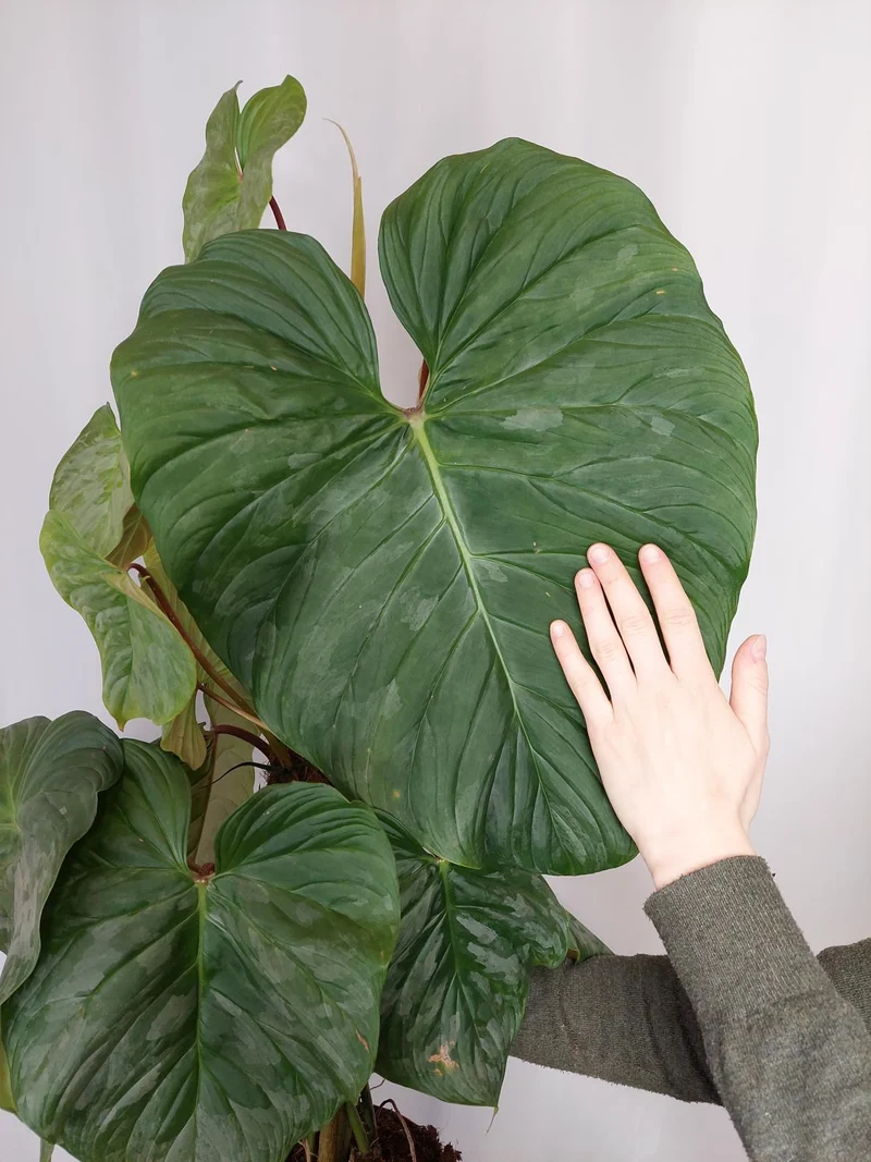 Philodendron Majestic groß