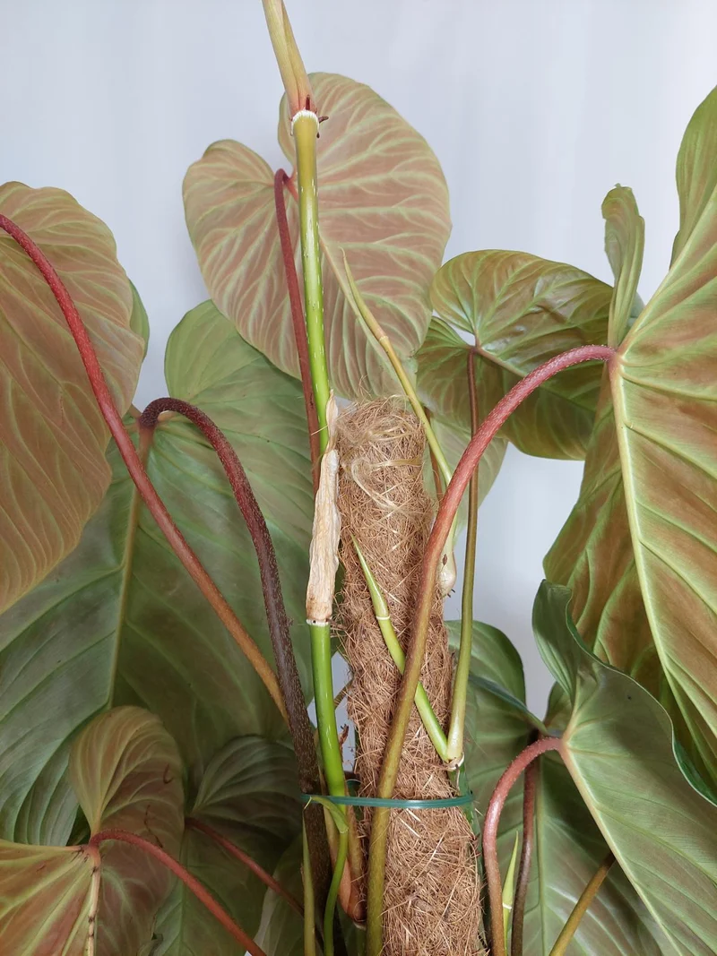 Philodendron Majestic groß