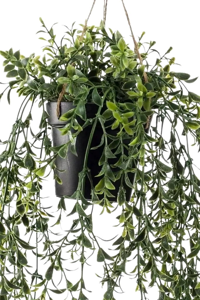Künstlicher Hänge-Buchsbaum - Kevin | 50 cm
