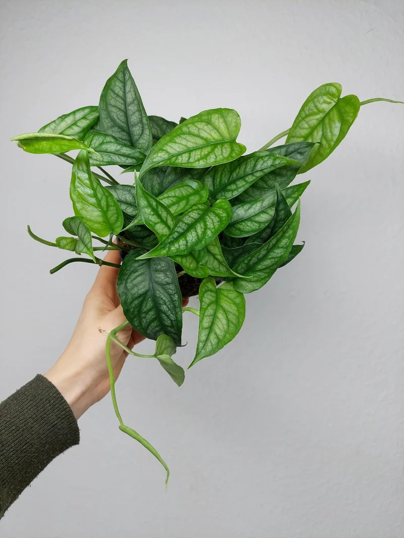 Monstera Siltepecana