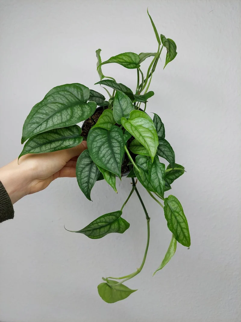 Monstera Siltepecana