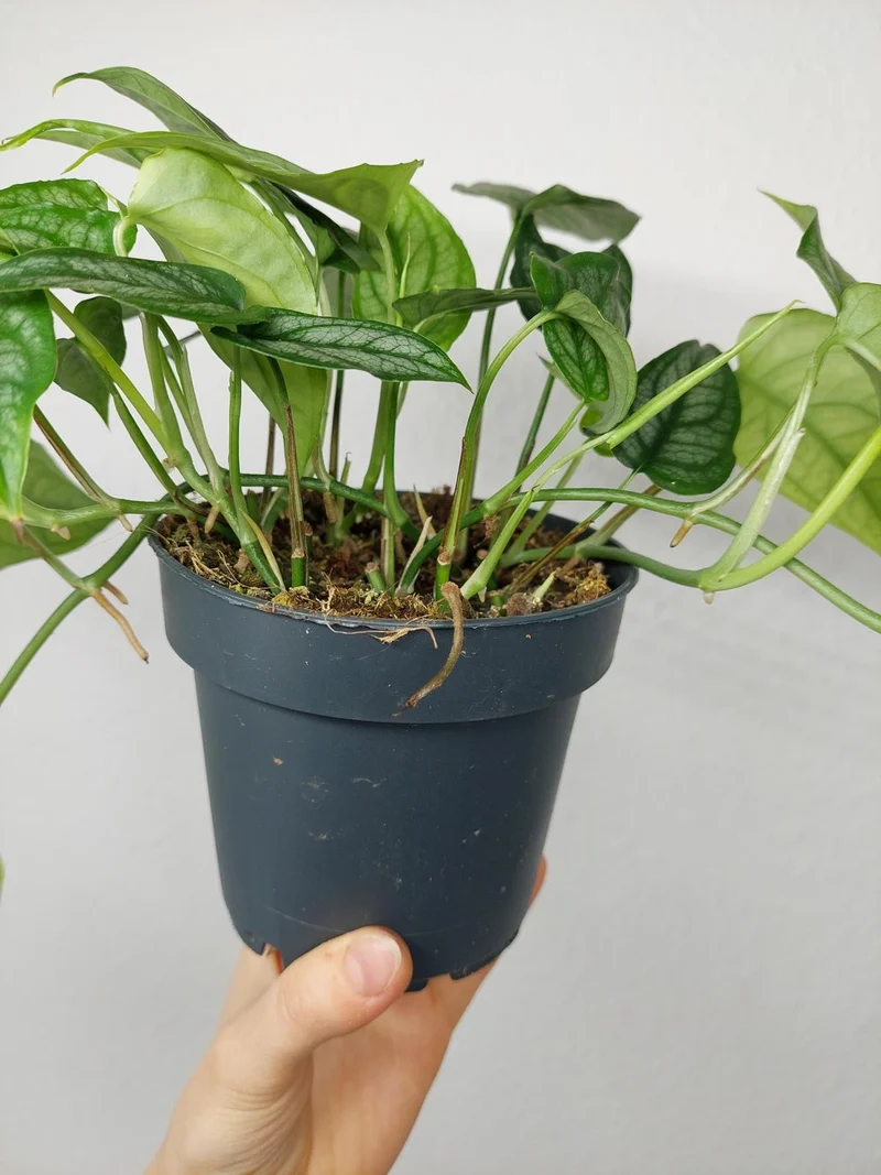 Monstera Siltepecana