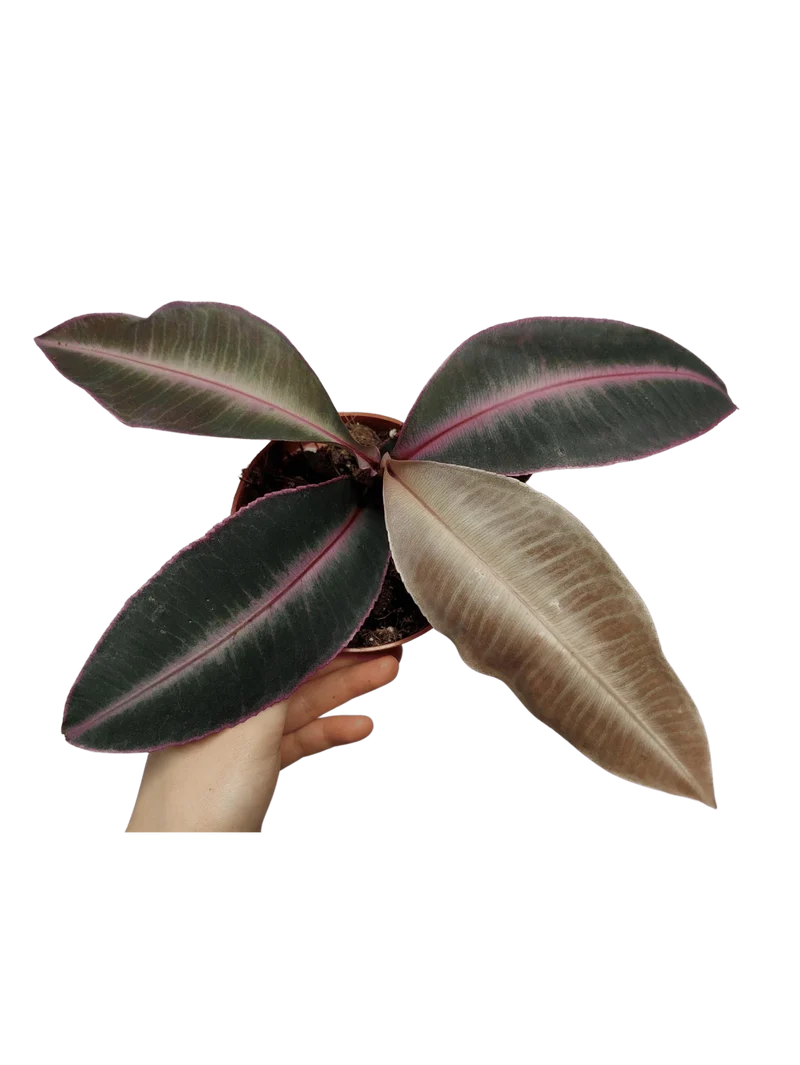 Labisia Pumila