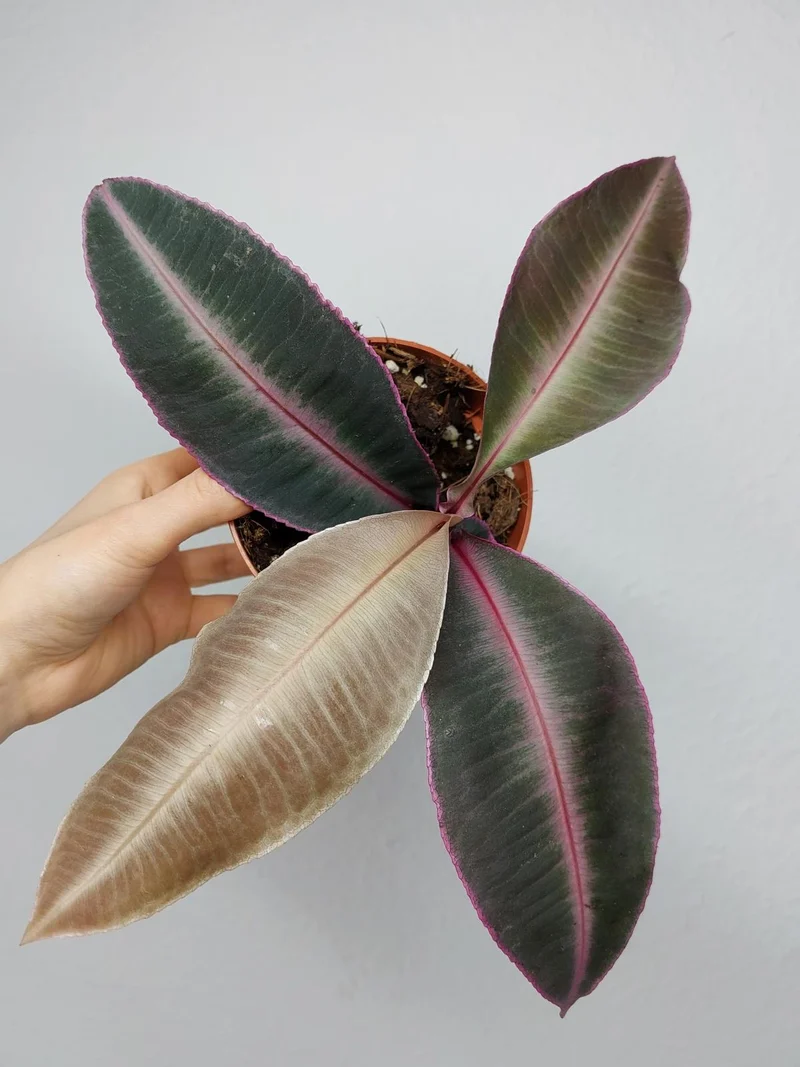 Labisia Pumila