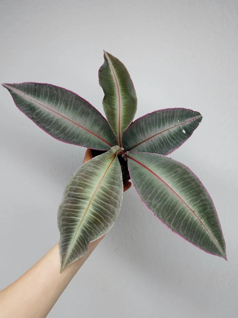 Labisia Pumila