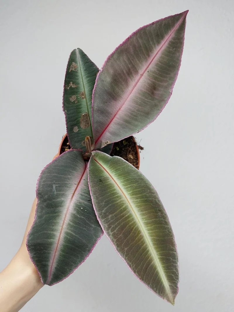 Labisia Pumila