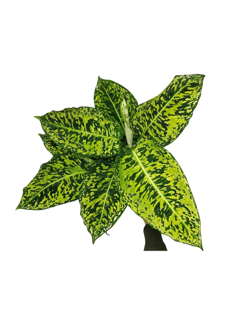 Dieffenbachia Reflector