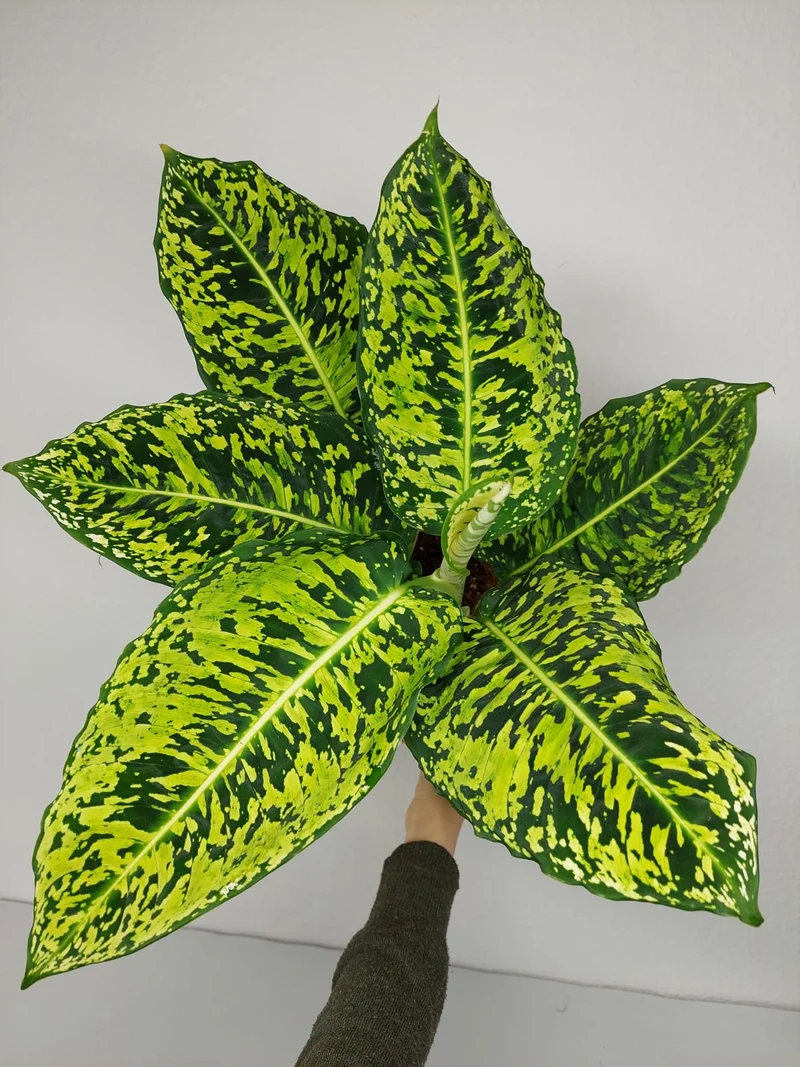 Dieffenbachia Reflector