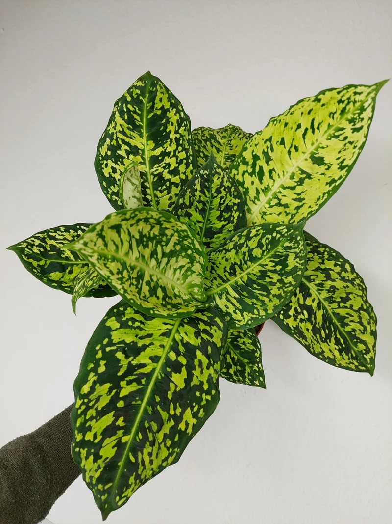 Dieffenbachia Reflector