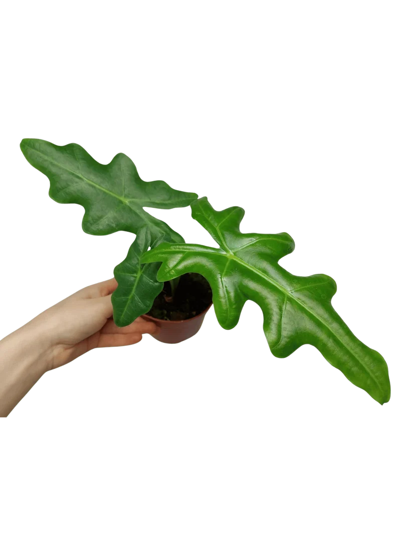 Alocasia Portei