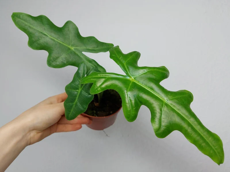 Alocasia Portei