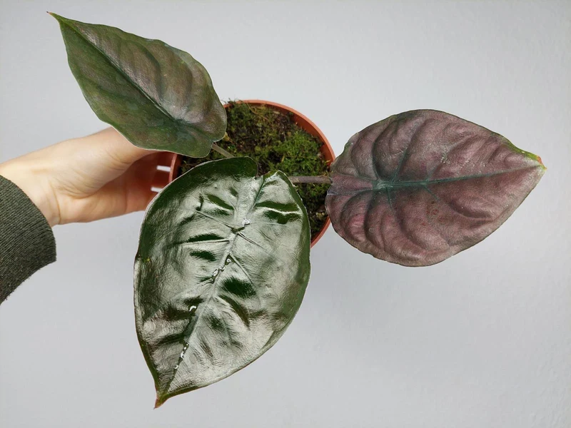 Alocasia Black Magic