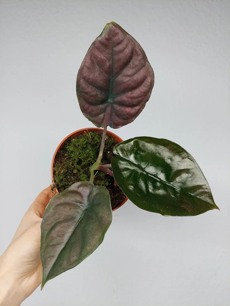 Alocasia Black Magic