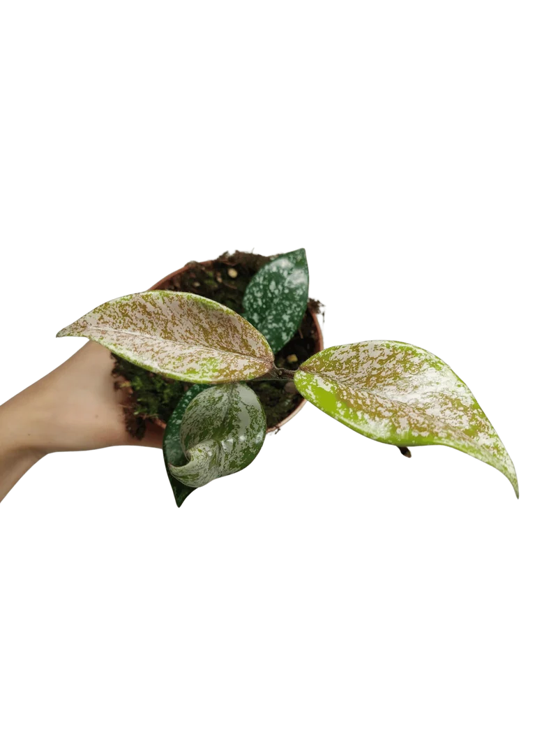 Hoya Carnosa Stardust